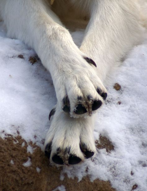 Wolf Paws, West Yellowstone Montana, Wolf Aesthetic, Yellowstone Montana, Wolf Poses, Werewolf Aesthetic, Wolf Paw, Dog Anatomy, African Wild Dog