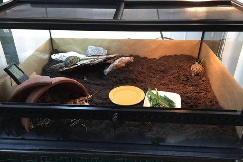 Vivarium, Terrarium, Tortoise, Quick Saves