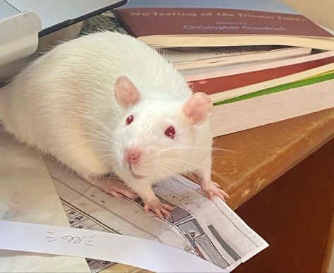 Albino Rat, White Rat, Funny Rats, Cute Rats, Mouse Rat, Pet Rats, Cute Creatures, Rodents, Animal Photo