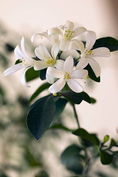 Jasmine Houseplant, Jasmine Aesthetic, White Jasmine Flower, Orange Jasmine, Jasmine Wedding, Jasmine Plant, Rose Crafts, White Jasmine, Nature Pics