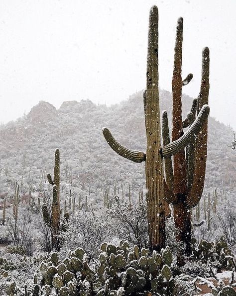 Winter mood🌵 Desert Dweller, Fantasy Mystery, Desert Southwest, Creative Baking, Desert Dream, Desert Life, Image Film, Art Resources, Southwest Desert