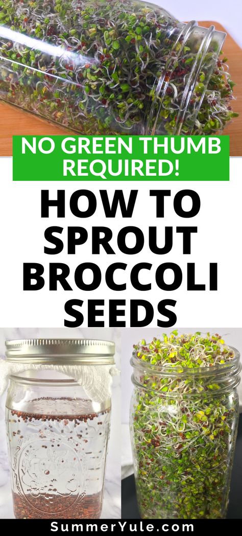 Brocolli Sprouts How To Grow, How To Grow Broccoli Microgreens, Brocolli Sprouts Recipes, Grow Broccoli Sprouts, How To Grow Broccoli Sprouts, How To Grow Micro Greens, Broccoli Sprouts Growing, How To Grow Sprouts, How To Grow Broccoli