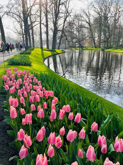 Keukenhof is the most beautiful and largest flower garden in Europe situated in Netherlands. Keukenhof is also known as ‘Garden of Europe’. Watch the full video in my Youtube channel Netherlands Keukenhof, Amsterdam Flowers, Keukenhof Garden, Keukenhof Gardens, Brain Storm, Flowers Tulips, Today Pictures, Tulip Fields, Dream Places