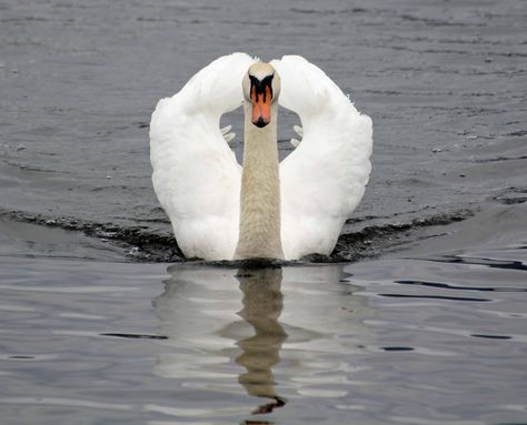 front view of a swan - Swan Front View, Swan Photos, Swan Beauty, Swan Drawing, Swan Wings, Sculpture Reference, Swan Brooch, Mute Swan, Art Final