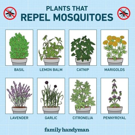 14 Plants That Repel Mosquitoes | Family Handyman Plants To Avoid Mosquitos, Misquote Repellent Potted Plants, Plants That Deter Mosquitos, Plants That Repel Mosquitos, Misquote Repellent, Anti Mosquito Plants, Mosquitoes Repellent, Mosquito Repellent Plants, Plants That Repel Mosquitoes