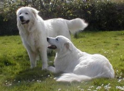 Maremma Sheepdog vs Great Pyrenees - Breed Comparison Maremma Dog, Italian Dogs, Maremma Sheepdog, Hound Dog Breeds, Mastiff Breeds, Livestock Guardian Dog, Rare Dog Breeds, Livestock Guardian, Great Pyrenees Dog