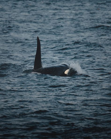 Orca swimming away from shore photo – Free Grey Image on Unsplash Orca Wallpaper Iphone, Orca Whales Wallpaper, Wallpaper Iphone Grinch, Christmas Wallpaper Iphone Grinch, Killer Whale Wallpaper, Genshin Impact Wallpaper Computer, Orca Wallpaper, Jonah And The Whale, Underwater Animals