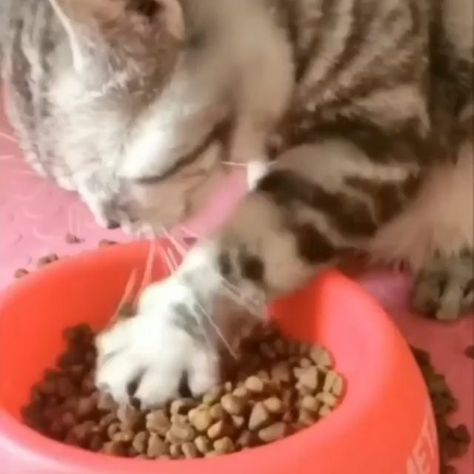 Söt Katt, Cute Cats And Kittens, Cute Animal Videos, Funny Cute Cats, Funny Cat Videos, Funny Animal Pictures, Cute Little Animals, Cat Gif