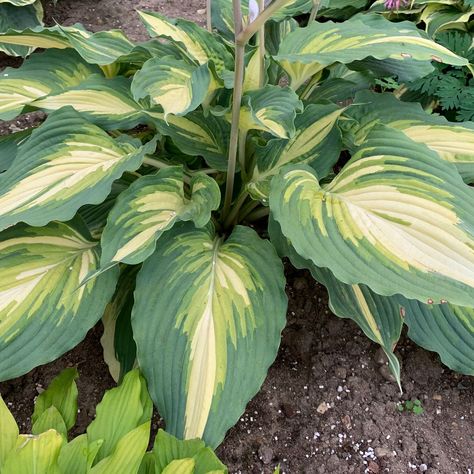 Proven Winners Perennials, Japanese Forest, Hosta Plants, White Plants, Proven Winners, Starter Plants, Plant Needs, Types Of Plants, Shade Garden