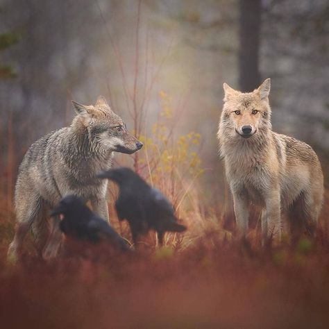 Photo @npekonen Wolf With Blue Eyes, Grey Wolves, Animals Planet, Raven And Wolf, Wolf Stuff, Wolf Photography, Wolf Photos, Wolf Love, Wild Wolf