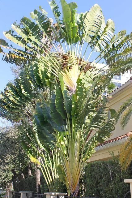 USDA hardiness zones: 10A through 11 Ravenala Madagascariensis, Licuala Grandis, Broadleaf Evergreen, Hardiness Zones, Agricultural Science, Simple Leaf, Secret Gardens, University Of Florida, Organic Matter