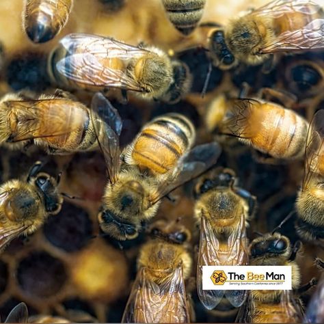 Seeing a bunch of bees invading and taking over your property can be a stressful experience. Opting for a bee removal company is a more humane way of clearing away the bee colony, without destroying the ecological community.    #TheBeeMan #beemanbuzz #beeremoval #waspremoval #yellowjacketremoval #beeremovalandrelocation #beeremovalOrangeCounty #waspremovalOrangeCounty #yellowjacketremovalOrangeCounty #beeremovalandrelocationOrangeCounty Wasp Removal, Bee Removal, Bee Colony, Removal Company, The Bee, Bee