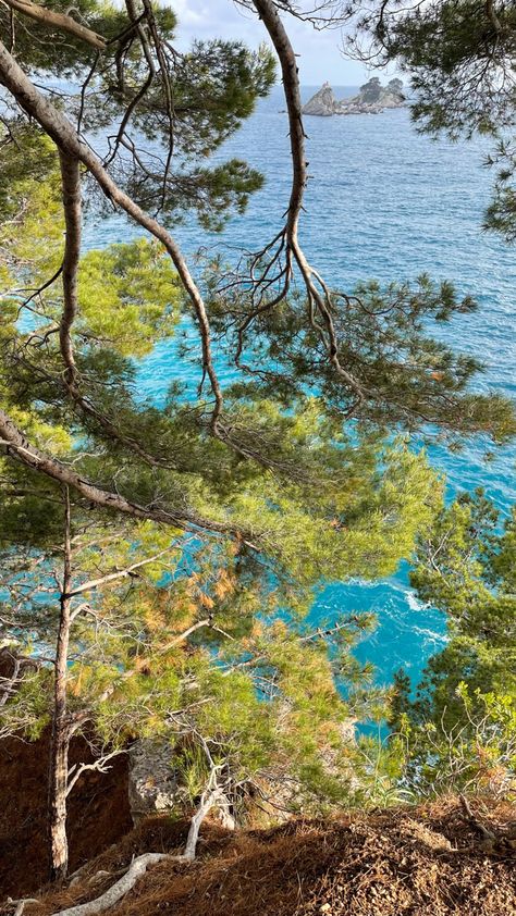 Mediterranean Forest Aesthetic, Mediterranean Forest, Conifer Forest, Juniper Tree, Pine Trees Forest, Oil Painting Nature, Painting Nature, Pine Forest, Mediterranean Sea