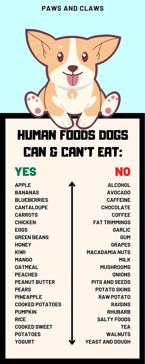 Human Foods that Dogs can and can't eat | Dog health | puppy | Dog training Things Dogs Cant Eat, Foods Dogs Can Eat, Puppy Mom, Dog Cafe, What Dogs, Human Food, Healthy Dog Food Recipes, Can Dogs Eat, Paws And Claws