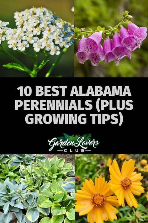 Plants Native To Alabama, Alabama Flower Bed, Alabama Native Plants, Alabama Landscaping Ideas, Preannual Flowers, Alabama Landscape, Alabama Gardening, Alabama Garden, Perenial Garden