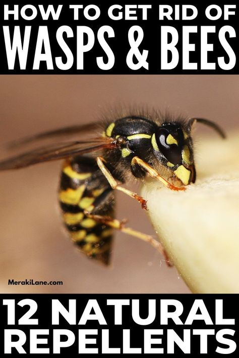 Essential Oils Bees Repellent, Bee Repellent Essential Oils, Essential Oils For Wasps, Diy Bee Repellent Spray, How To Repel Bees, Diy Stink Bug Repellent, Wasp Repellent Essential Oils, Bee Repellent Diy, How To Deter Bees And Wasps