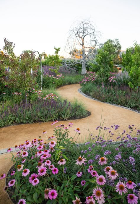 Meadow Planting, Homestead Design, California Native Garden, Blue Fescue, Succulent Landscape Design, Decomposed Granite, Play Garden, African Bride, Garden Plots