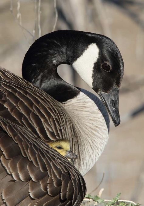 Canadian Geese, Canada Geese, Canadian Goose, Mickey Y Minnie, Mother Goose, Traditional Christmas, Photo Projects, Wild Birds, Swans