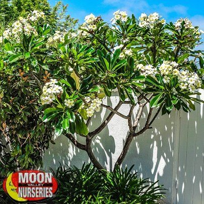 Plumeria Tree, Evergreen Landscape, About Moon, Tropical Garden Design, Tropical Backyard, Rooftop Garden, Tropical Landscaping, Garden Trees, Landscaping Plants