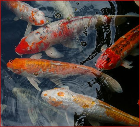 Maui Prince Hotel fish pond, Maui, Hawaii by Don Briggs, via Flickr Coy Fish Reference Photo, Koi Pond Reference, Koi Fish Pond Painting, Koi Fish In Pond, Coy Fish Swimming, Koi Fish Pond, Water Lilly, Lily Pond, Fish Pond