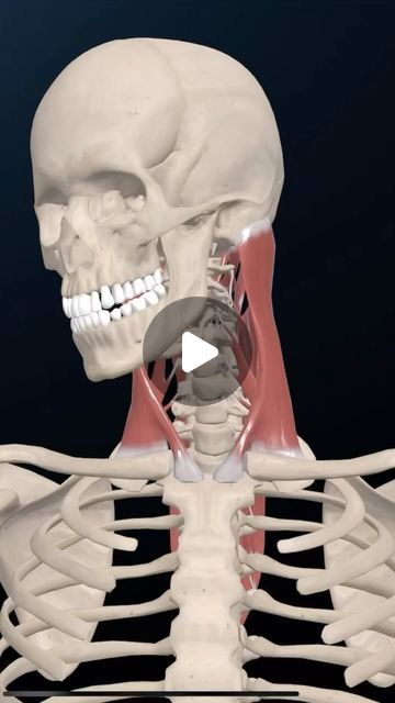 Cervical Spine Anatomy, Sternocleidomastoid Muscle, Medical Animation, Cervical Spine, Muscle Anatomy, 3d Animation, Your Head, Anatomy, Mario