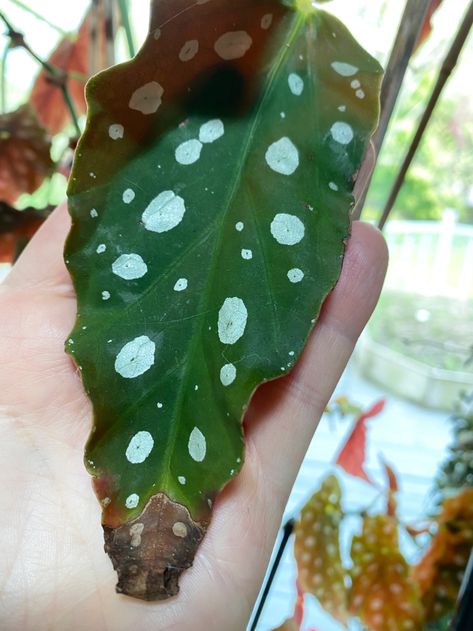 Plant Leaves Turning Brown, Begonia Maculata, Household Plants, Home Vegetable Garden, Terrarium Plants, House Plant Care, Garden Care, House Plants Indoor, Pretty Plants