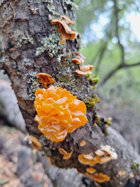 Tremella mesenterica (witches' butter) Witches Butter, Tremella Mushroom, Stuffed Mushrooms, Witch, Butter