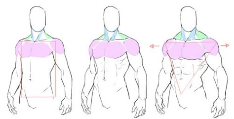 Different Anatomy Styles, How To Draw Pectorals, Muscle Tutorial Drawing, Masculine Body Reference, Torso Drawing Tutorial, Muscles Drawing Reference, Anatomy Tricks, Muscle Tutorial, Male Anatomy