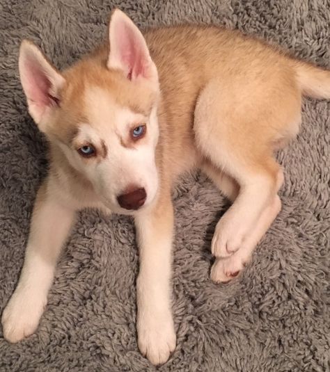 Siberian Husky puppy. Blue eyes & blonde hair. Blonde Husky, White Siberian Husky Puppy, White Husky Dog, White Siberian Husky, White Husky, Wolves And Women, Siberian Husky Puppies, Cute Husky, Husky Puppy