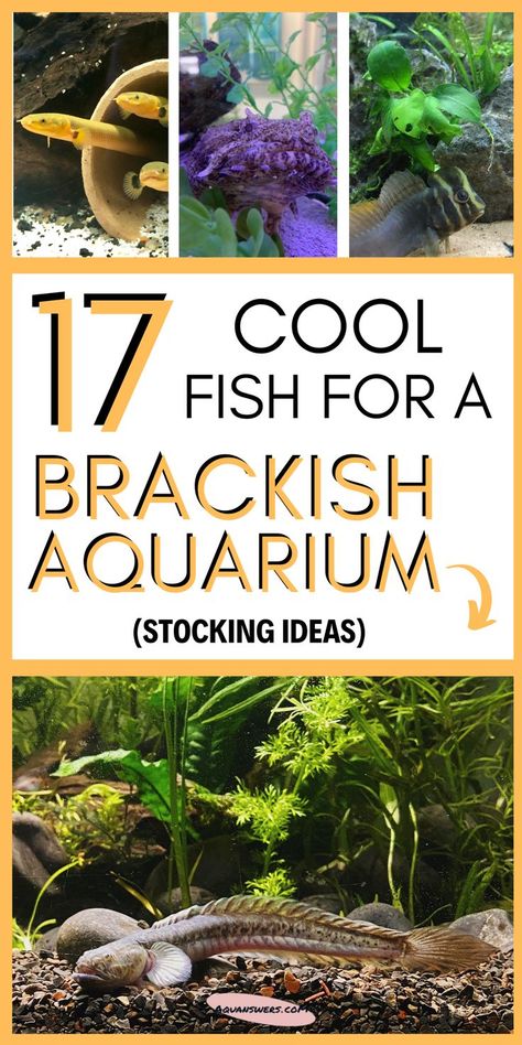 Aquarium At Home, Fish Aquarium Decorations, Aquarium Set, Saltwater Aquarium Fish, Cool Fish Tanks, Saltwater Fish Tanks, Fish Tank Design, Tropical Freshwater Fish, Stocking Ideas