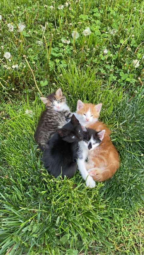 Farm Cats Aesthetic, Kittens Outside, Farm Cat Aesthetic, Cats In Garden, Kittens Cuddling, Cottage Core Cat, Kittens Aesthetic, Cottage Cat, Kitten Litter