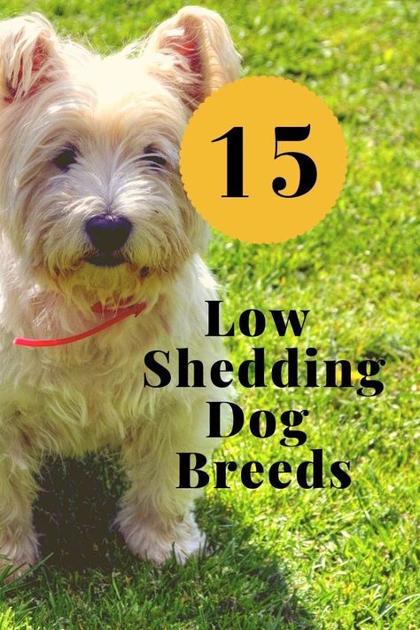 15 Low Shedding Dog Breeds Dogs That Don't Shed Best Dog Grooming Tools Tips to reduce shedding #DogShedding #LowSheddingDogs Low Shedding Dog Breeds, Low Shedding Dogs, Dog Breeds That Dont Shed, Non Shedding Dogs, Dog Grooming Tools, Dog Breeds List, Hypoallergenic Dogs, Dog Shedding, Dog Books