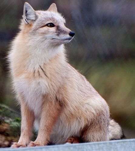 corsac fox | Corsac Fox 2 Fox Species, Swift Fox, Fantastic Fox, Fabulous Fox, Animal Totem, Pet Fox, Most Beautiful Animals, Favorite Animals, Arctic Fox