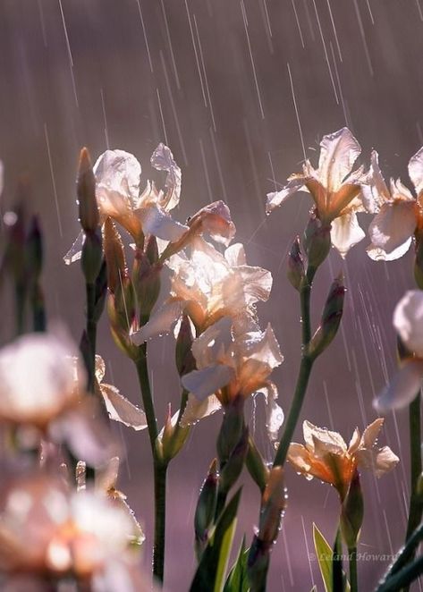 World Of Flowers, Rain Photo, Rain Wallpapers, White Iris, Spring Background, No Rain No Flowers, Spring Shower, Spring Rain, Photographic Artist