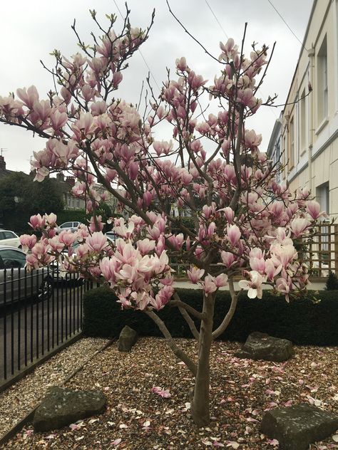 Beautiful! #magnolia #spring #pink Albums Covers, Pink Magnolia, Magnolia Tree, Magnolia Trees, Magnolia, Album Covers, Trees, Plants, Floral