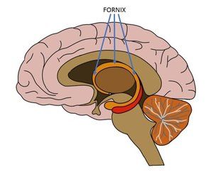 curves around and protrudes into hypothalamus in front Hippocampus Brain, Episodic Memory, Learn French Beginner, French For Beginners, Limbic System, English For Beginners, Grammar Tips, White Matter, Learn Faster