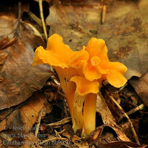 Cantharellus Friesii Quel Stuffed Mushrooms, Architecture, Quick Saves, Nature