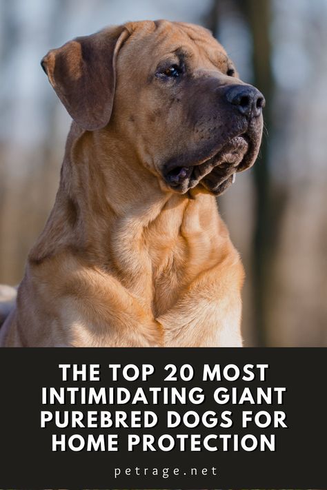 In this blog post, we will highlight 20 of the most intimidating purebred (FCI recognized) dogs for home protection, including their top weight and a brief summary of why they would make a good guard dog. Protective Family Dogs, Guard Dog Aesthetic, Massive Dog Breeds, Best Guard Dog Breeds, Protective Dog Breeds, Personal Protection Dog, Guard Dog Breeds, Best Guard Dogs, Guard Dog