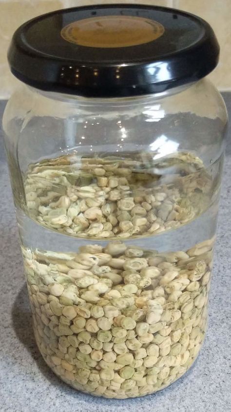 Sprouted grains for chickens with 17 types tested - Cluckin Sprouting For Chickens, Sprouted Grains For Chickens, Sprouting Grains For Chickens, Lentil Sprouts For Chickens, Sprouting Lentils For Chickens, Lentils For Chickens, Chicken Sprouts, Sprouts For Chickens, Chicken Feed Diy