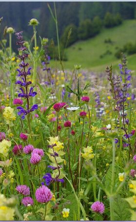 Wild Flower Field, Meadow Wildflowers, Wildflower Reference Photo, Pretty Fields Wild Flowers, Mountain Wildflowers Aesthetic, Wildflower Photo, Wild Flower Meadow, Meadow Garden, Meadow Flowers