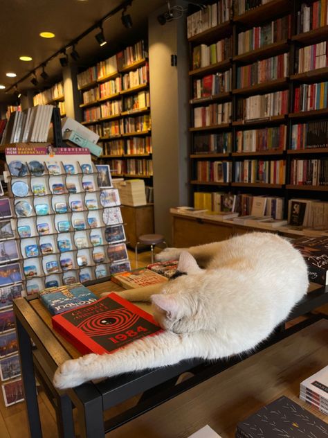 Cat Book Store, Cat In Library, Bookstore Cafe Aesthetic, Cozy Bookstore Aesthetic, Cat Bookstore, Cute Bookstore, Cozy Bookstore, Cafe Bookstore, Bookshop Café