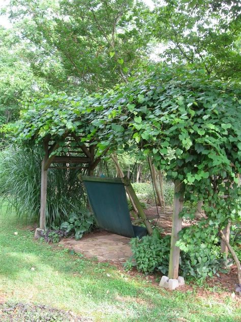 Grape Vine Arbor, Vine Arbor, Grape Vine Trellis, Grape Trellis, Grape Arbor, Pergola Swing, Garden Benches, Backyard Plants, Garden Vines