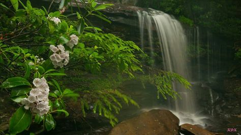 Mountain Laurel at Blackwater Falls, West Virginia by Kevin King Blackwater Falls, Mountain Laurel, Beautiful Mountains, West Virginia, The Mountain, Virginia, Favorite Places, Water, Flowers