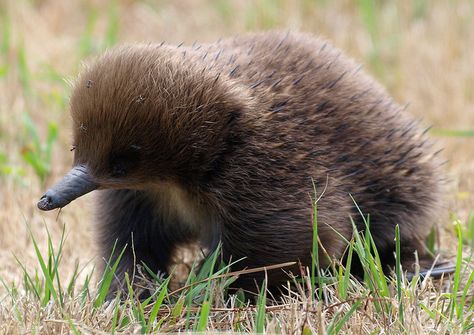 Echidna Puggle, Australian Mammals, Australian Fauna, Small Mammals, Australia Animals, Australian Wildlife, Wild Creatures, Unusual Animals, Australian Animals