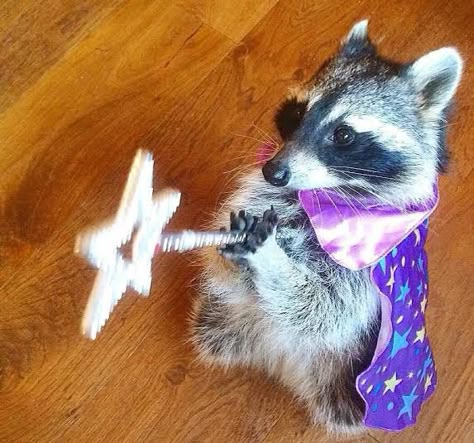 Raccoon Memes, Raccoon Love, Cute Raccoons, Meme Chat, Trash Pandas, Pet Raccoon, Cute Raccoon, Raccoon Funny, Trash Panda