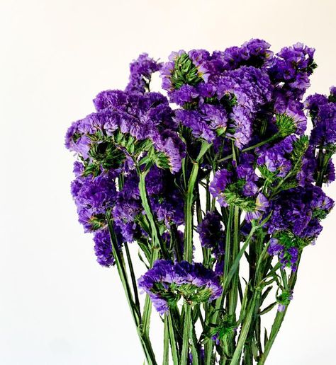 Statice flowers are a popular filler flower with and average of 5-8 tiny blooms clustered together. This purple/blue tissue paper-like flower would serve as a subtle backdrop for any wedding bouquet, table centerpiece or flower arrangement. Purple Statice Flower, Purple Filler Flowers, Tiny Purple Flowers, Filler Flowers For Arrangements, Statice Flowers, November Flowers, Statice Flower, Jewel Tone Wedding Colors, Purple Wedding Tables