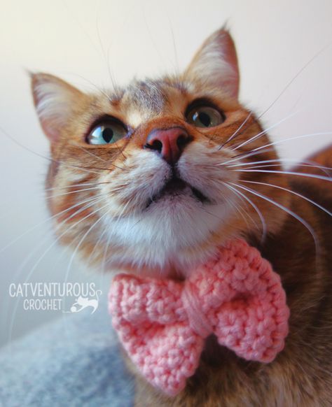 Available at Catventurous Crochet on YouTube. Catventurous Crochet: Simple and fun crochet patterns for #fashionablycatventurous kitties. @catventurous.crochet Supermeowdel: Melba @catventurepussmelba Collar Crochet Pattern, Fun Crochet Patterns, Crochet Cats, Cat Bow, Crochet Simple, Fun Crochet, Bow Collar, Cat Collar, Crochet Cat