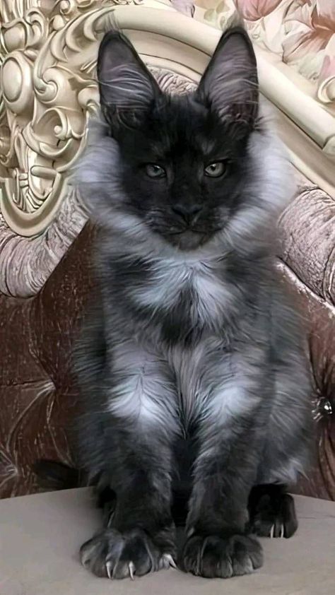 Exotic Cats, Grey Cat, Gorgeous Cats, Cat Aesthetic, Cute Animal Photos, Cute Kittens, Cute Cats And Dogs, Warrior Cats, Beautiful Cat