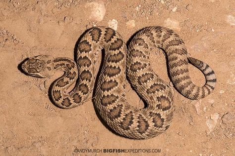 Rattlesnake Head Drawing, Mojave Desert Tattoo, Diamondback Rattlesnake Tattoo, Rattlesnake Photography, Rattlesnake Painting, Rattlesnake Illustration, Rattlesnake Drawing, Diamond Back Rattlesnake, Western Rattlesnake