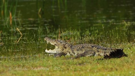 https://flic.kr/p/zDGikS | Mugger Crocodile | The mugger crocodile lives near freshwater rivers, lakes and marshes. Prefer slow-moving, shallower areas. Mugger Crocodile, Crocodiles, Sri Lanka, Fresh Water, National Park, National Parks, Lake, India, Animals